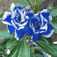 Blau Weiß Wüstenrose Blumensamen zur Aussaat – Landhaus Garten wichtig – Traditionssorte & ohne Gentechnik Samen Hausgarten