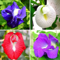 Vibrant turquoise blume samen for colorful anpflanzung