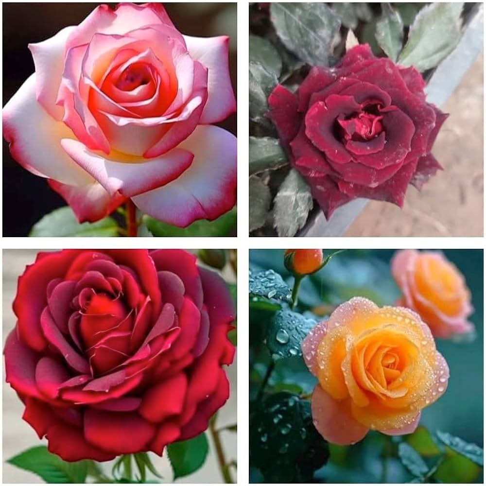 Gemischt Ruby Rose Blumensamen zur Aussaat ideal Rabatten Traditionssorte & ohne Gentechnik Samen Hausgarten