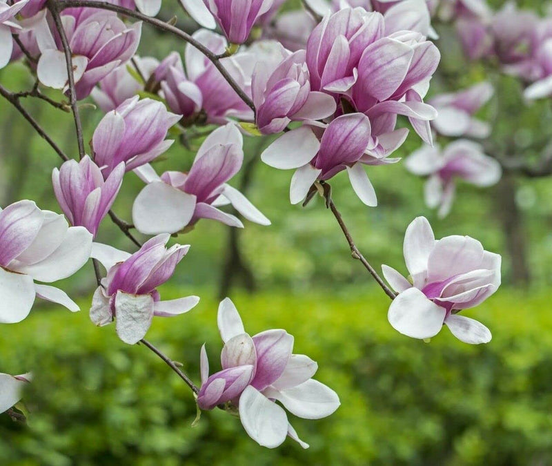 Soulangeana blume samen for anpflanzung - cottage garten essential, heirloom & gmo free samen for home garten
 
 sale for anpflanzung in home garten.