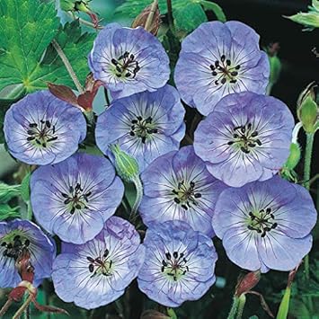 Gelb rainbow rose blume samen for anpflanzung nongmo heirloom garten samen for wachsend easy to grow 
 
 sale for anpflanzung in home garten