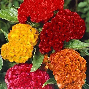 Cockscomb celosia samen for curly blooms