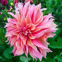 Swan island dahlia blume samen for anpflanzung cut blume favorite heirloom & gmo free samen for home garten
 
 sale samen for home garten anpflanzung
