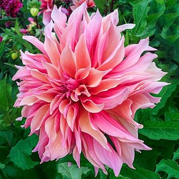 Swan island dahlia blume samen for anpflanzung cut blume favorite heirloom & gmo free samen for home garten
 
 sale samen for home garten anpflanzung