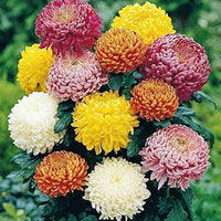 Chrysantheme Samen zur Aussaat Chrysantheme Morifolium Blume Beet Herbst Garten