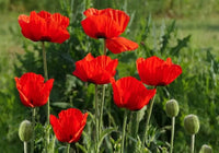 Rot Poppy Papaver rhoeas Blumensamen zur Aussaat