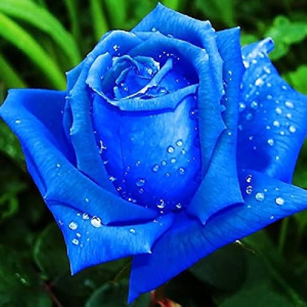 Rose Blumensamen zur Aussaat leuchtend Blüten Traditionssorte & ohne Gentechnik Samen Hausgarten