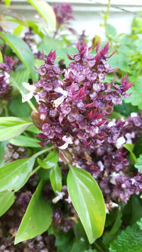 Ocimum (ocimum blume) samen for anpflanzung in home garten