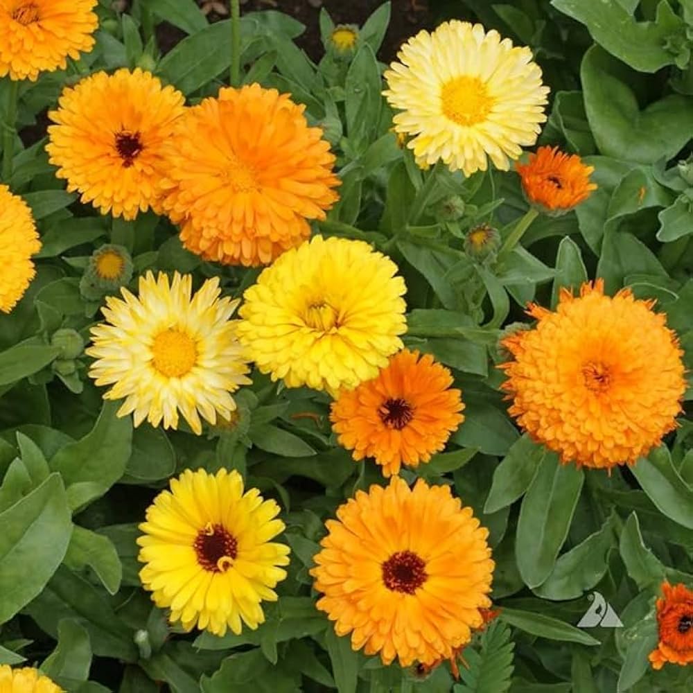 Calendula Triangle Blumensamen – Tri- Re-Seeding einjährig Blüten