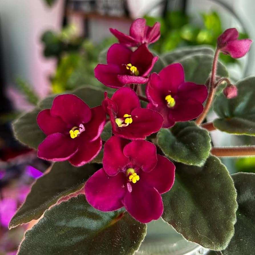 African violet rot blume samen for unique ground cover | exotic blooms