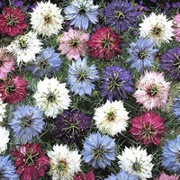 Nigella persian blume samen for anpflanzung - wildflower mix, heirloom & gmo free samen for home garten
 
 sale for anpflanzung in home garten