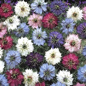 Nigella persian blume samen for anpflanzung - wildflower mix, heirloom & gmo free samen for home garten
 
 sale for anpflanzung in home garten