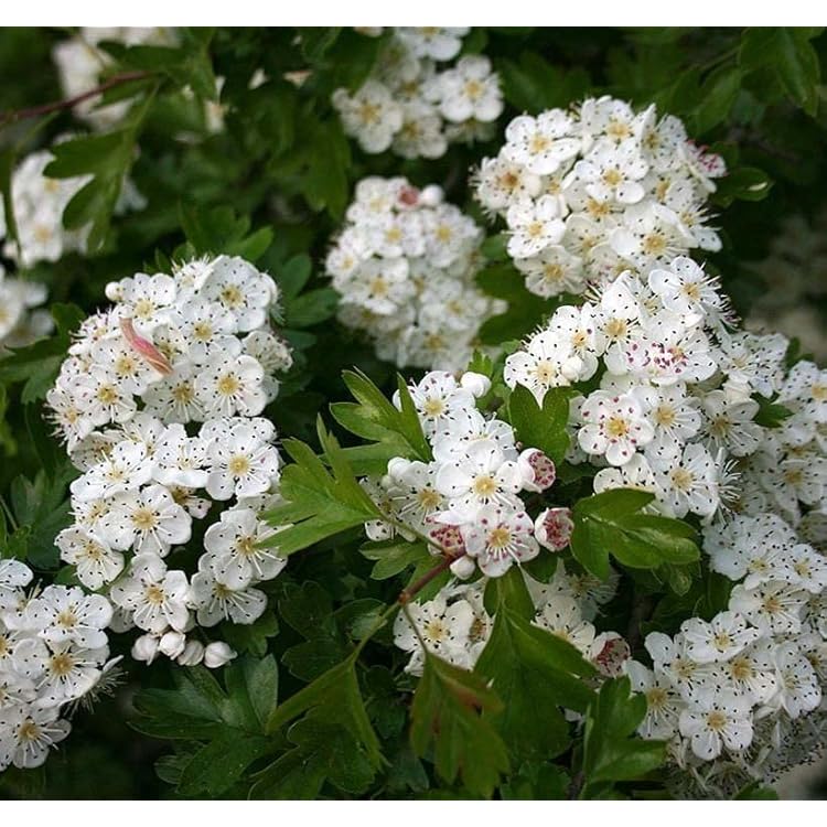 Weiß Crataegus Blumensamen zur Aussaat – farbenfroh Schau – Traditionssorte & ohne Gentechnik Samen Hausgarten