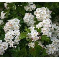 Weiß Crataegus Blumensamen zur Aussaat – farbenfroh Schau – Traditionssorte & ohne Gentechnik Samen Hausgarten