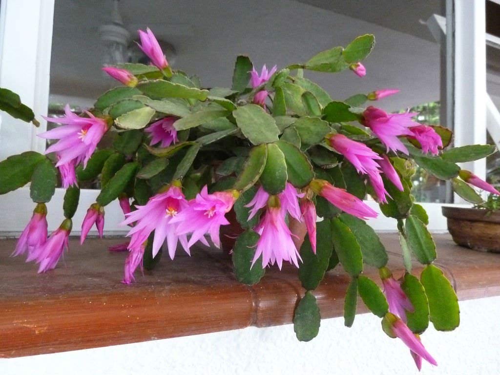 Hatiora Blumensamen zur Aussaat duftend Blüten Traditionssorte & ohne Gentechnik Samen Hausgarten