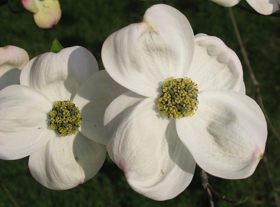 Cornus blume samen for anpflanzung - fragrant blossoms, heirloom & gmo free samen for home garten
 
 sale for anpflanzung in home garten.