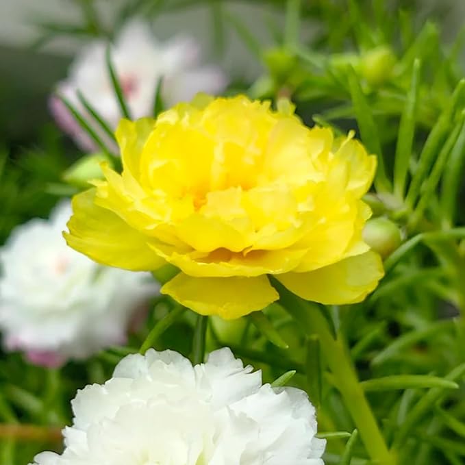 Moss Rose Gelb Samen leuchtend Gelb Moss Roses