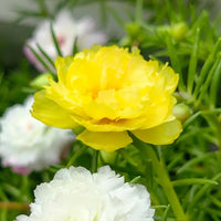 Moss Rose Gelb Samen leuchtend Gelb Moss Roses