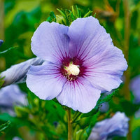 Blau Hibiskus Blumensamen Wildblume Mischung Traditionssorte & ohne Gentechnik Samen Hausgarten