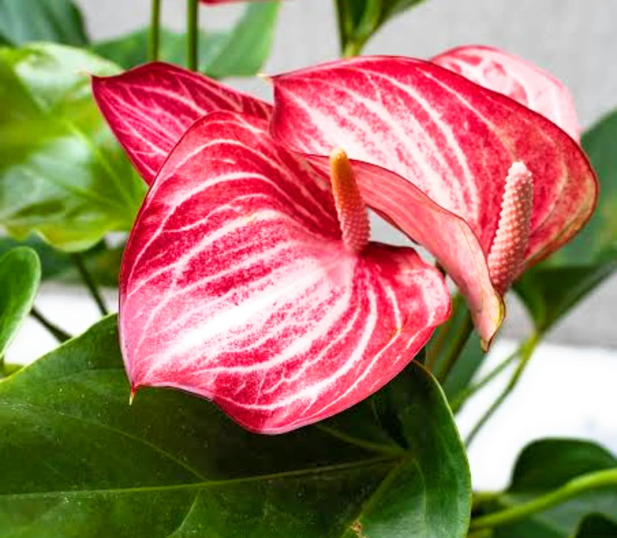 Rot Weiß Flamingoblume Blumensamen zur Aussaat Anzucht Traditionssorte & ohne Gentechnik Samen Hausgarten