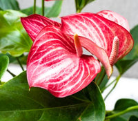 Rot Weiß Flamingoblume Blumensamen zur Aussaat Anzucht Traditionssorte & ohne Gentechnik Samen Hausgarten