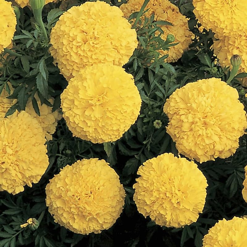 Studentenblume Tagetes spp Blumensamen zur Aussaat Blume Beet und Garten