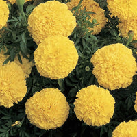 Studentenblume Tagetes spp Blumensamen zur Aussaat Blume Beet und Garten