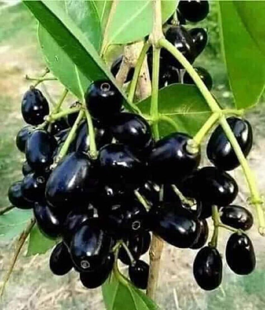 Syzygium Frucht Samen für einfaches Anpflanzen
