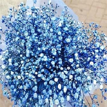 Blau gypsophila blume samen for anpflanzung - hardy variety, heirloom & gmo free samen for home garten
 
 sale for anpflanzung in home garten