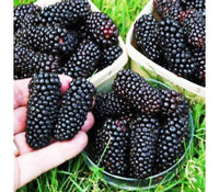 Dewberry or BlackBerry Fruchtsamen zur Aussaat – Bestäuber freundlich – Traditionssorte & ohne Gentechnik Samen Hausgarten