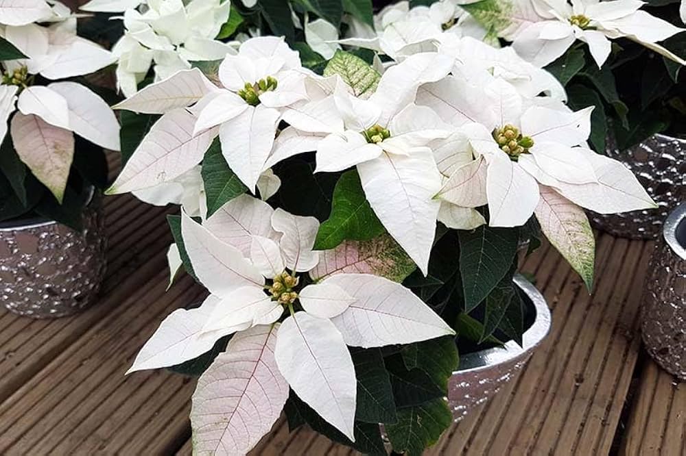 Euphorbia Pulcherrima Blumensamen zur Aussaat Anzucht Traditionssorte & ohne Gentechnik Samen Hausgarten