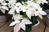 Euphorbia Pulcherrima Blumensamen zur Aussaat Anzucht Traditionssorte & ohne Gentechnik Samen Hausgarten