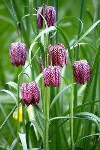 Grün Fritillaria Blumensamen zur Aussaat – hochwertige Qualitäts- – Traditionssorte & ohne Gentechnik Samen Hausgarten