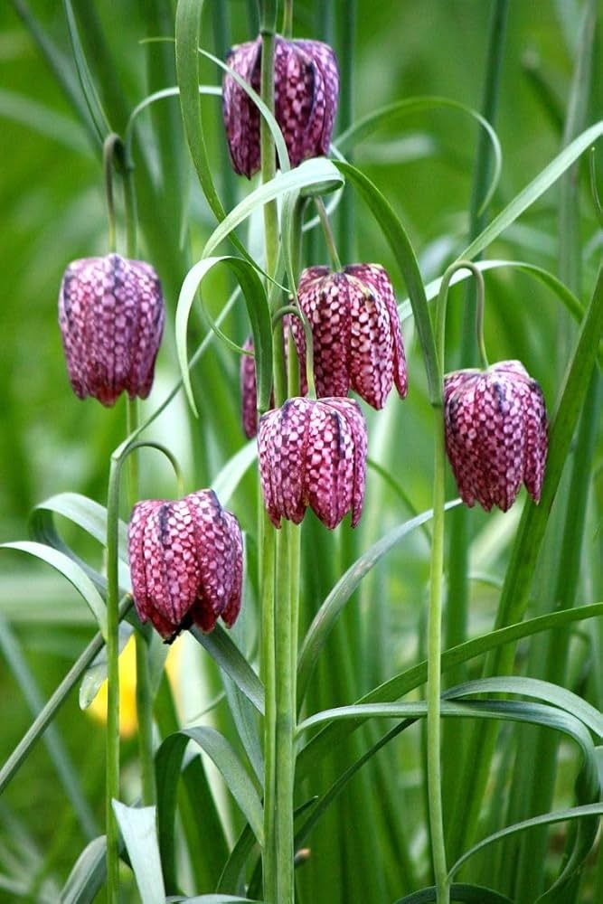 Grün Fritillaria Blumensamen zur Aussaat – hochwertige Qualitäts- – Traditionssorte & ohne Gentechnik Samen Hausgarten