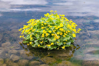 Marsh Studentenblume Samen zur Aussaat Caltha palustris pond edges und wetland Gärten