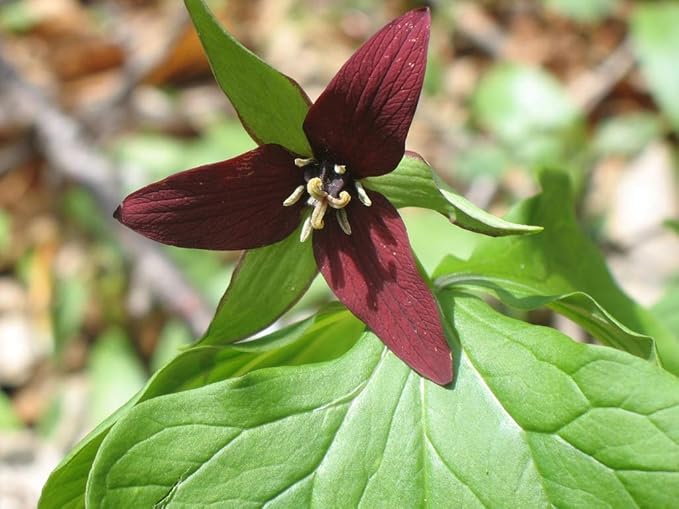 Trillium Trillium spp Blumensamen zur Aussaat Blume Beet