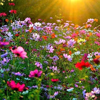 Cosmos Bipinnatus Blumensamen elegant Cosmos Blüten