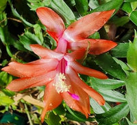 Christmas cactus blume samen for anpflanzung - hardy variety, heirloom & gmo free samen for home garten
 
 sale samen for home garten