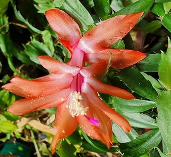 Christmas cactus blume samen for anpflanzung - hardy variety, heirloom & gmo free samen for home garten
 
 sale samen for home garten