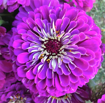 Nuevos Blumensamen zur Aussaat – Garten beliebt – Traditionssorte & ohne Gentechnik Samen Hausgarten