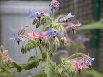 Mixed borago blume samen for anpflanzung - easy to grow, heirloom & gmo free samen for home garten
 
 sale samen for anpflanzung in home garten