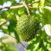 Sauerampfer frucht samen für einfaches Anpflanzen