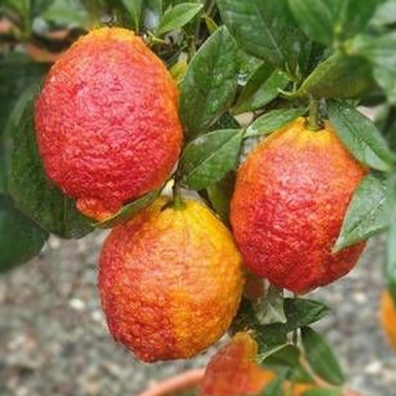 Semi di limone rosso facili da piantare