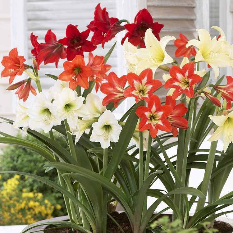 Gemischt Ritterstern Bulbs Blumensamen zur Aussaat – leuchtend Blüten – Traditionssorte & ohne Gentechnik Samen Hausgarten