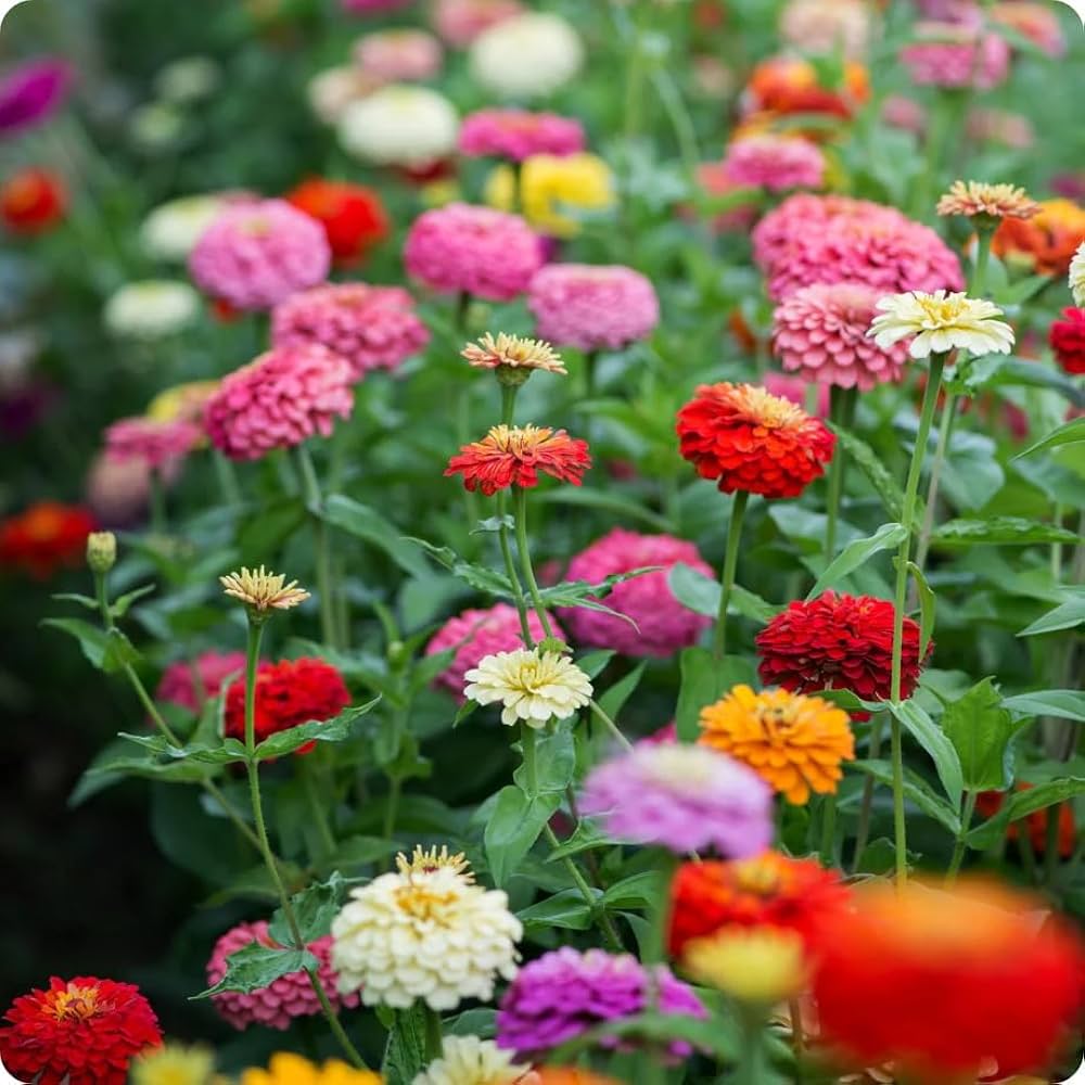 Zinnie Elegans Blumensamen zur Aussaat leuchtend Blüten Traditionssorte & ohne Gentechnik Samen Hausgarten