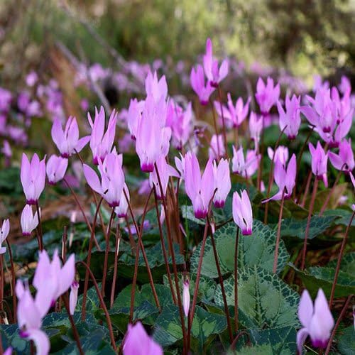 Violet (violet cyclamen) samen for anpflanzung in home garten
