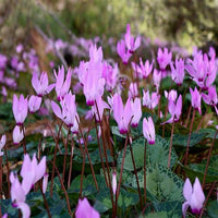 Violet (violet cyclamen) samen for anpflanzung in home garten