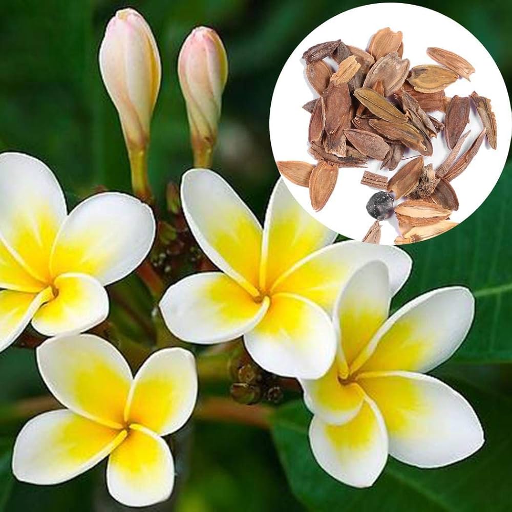 Plumeria Agave Plumeria spp selten Mayan Blumensamen zur Aussaat tropisch Garten