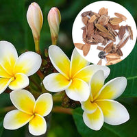 Plumeria Agave Plumeria spp selten Mayan Blumensamen zur Aussaat tropisch Garten