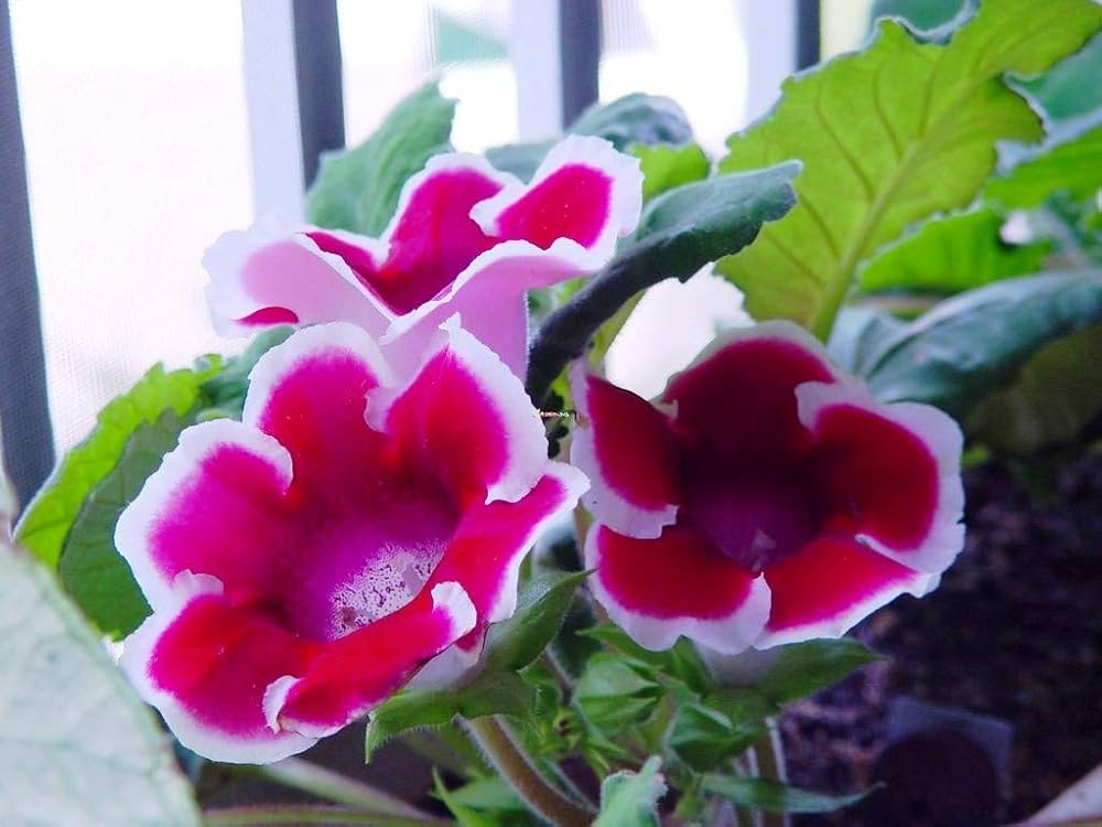 Gloxinia sinningia speciosa for anpflanzung in indoor garten
